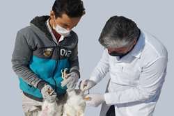 انجام بیش از هزار مورد نمونه گیری برای رصد و پایش آنفلوانزای فوق حاد پرندگان در کاشمر